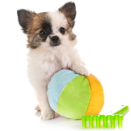 Dog toys for puppies and small dogs